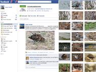 LiguriaBirding su Facebook