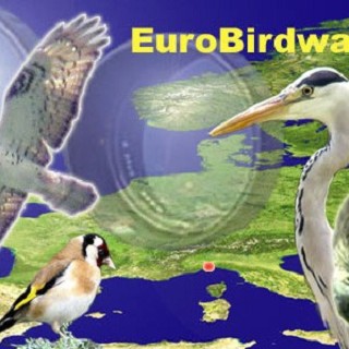 Eurobirdwatch 2005: due Giorni Dedicati al bw