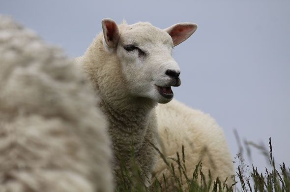 La pecora di razza TEXEL è stata selezionata per la produzione di lana ma, soprattutto, per la carne che risulta povera di fibre grasse