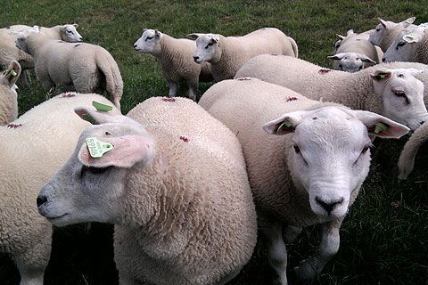 Le pecore di razza TEXEL hanno un vello estremamente spesso e compatto