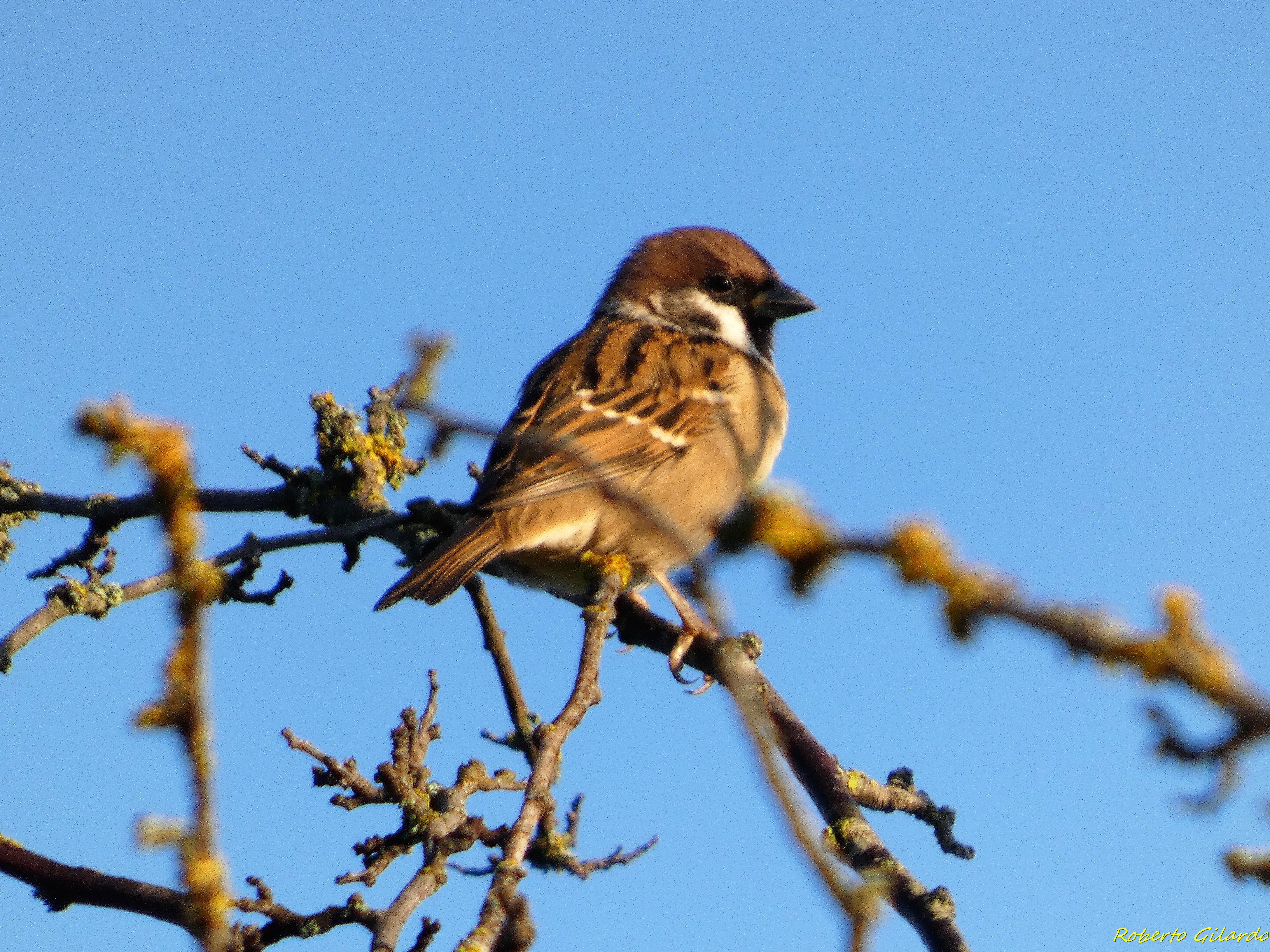 Passera mattugia