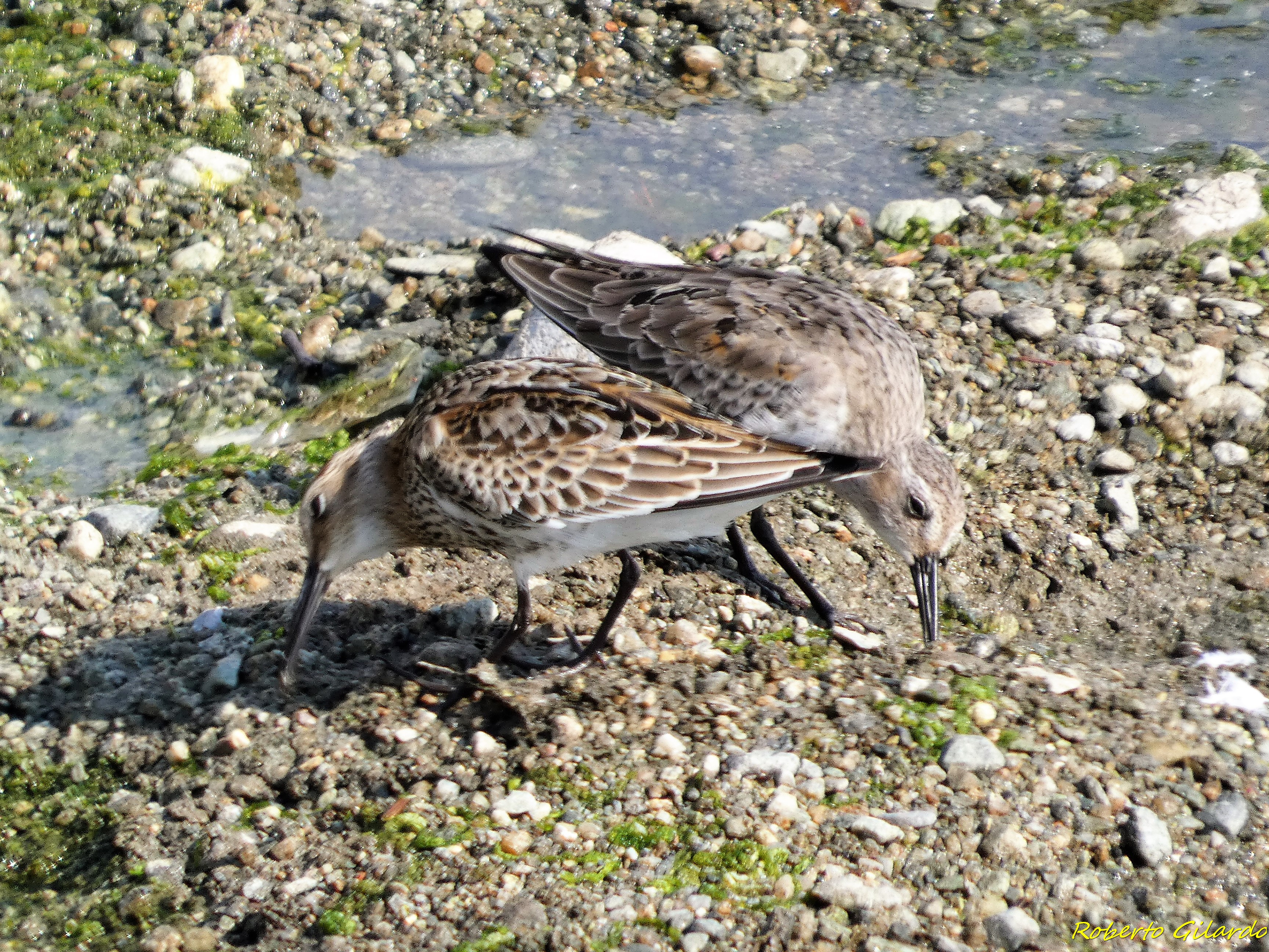 Piovanello pancianera