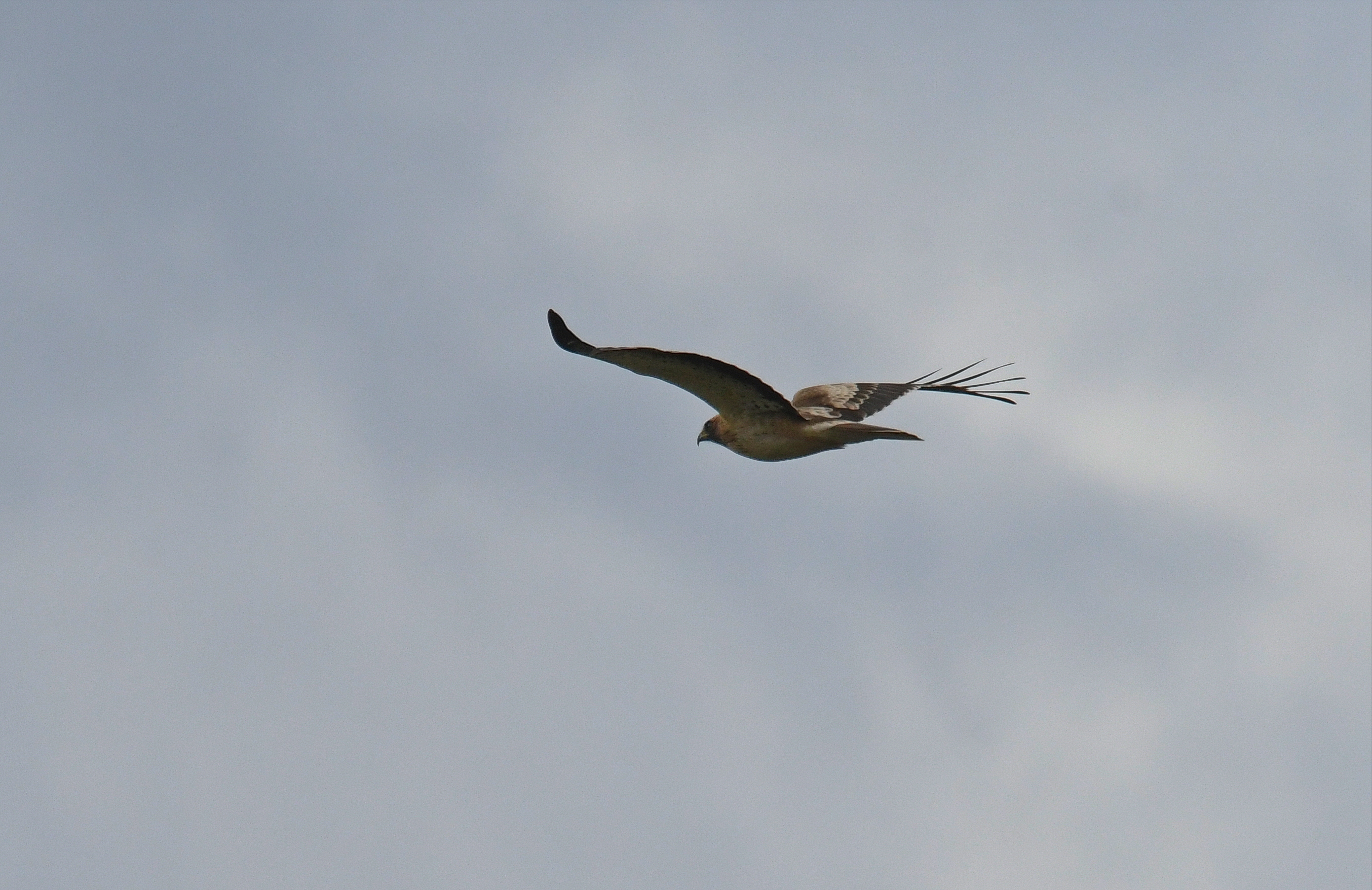 Aquila minore
