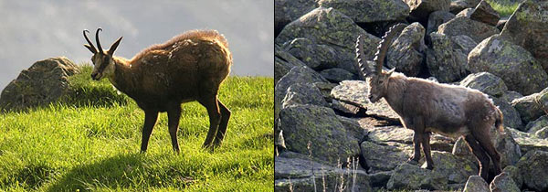 Camoscio e Stambecco